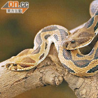 Katraj Snake Park內飼養了不同品種的蛇。