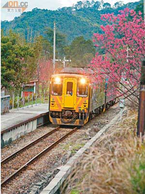 粉紅色的櫻花樹，滿布鐵道兩旁，令人猶如走入粉紅隧道。