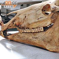 修讀動物學，除了接觸活生生的動物之外，也有機會研究動物的骸骨。