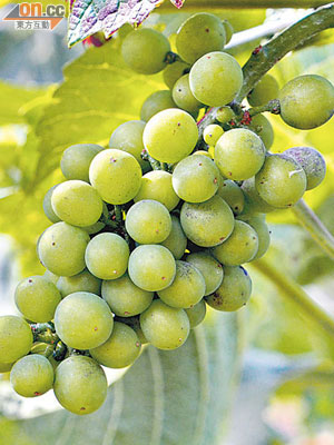 Sauvignon Blanc是新西蘭最有名的白酒葡萄，絕大部分酒莊也有栽種。