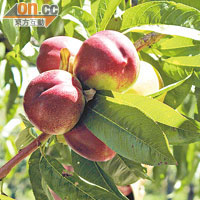 記住，桃駁李並不是由桃樹和李樹接枝而成的水果。