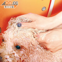 在狗狗身上塗搽清潔液前，先於手掌上搓至起泡，可用海棉增加泡量，愈多泡泡，清潔效果愈好。