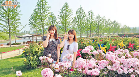 韓國美女人比花嬌，來到玫瑰花園，更顯俏麗可人。