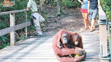 紅毛猩猩的開餐時間，亦是旅客近距離觀賞牠們的最佳時機。