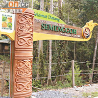 Semenggoh Wildlife Centre以半野生的方式保育紅毛猩猩。