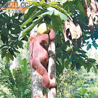 在撫育幼兒方面，雌性紅毛猩猩會肩負起全部責任。