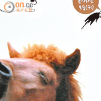 即使你不懂韓文，也一樣看得明濟州馬在不同心情下的表現。