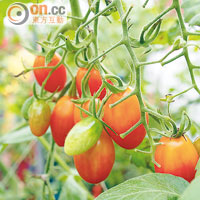 黃金蜜番茄賣相可愛之餘，鮮甜度更比其他品種高。