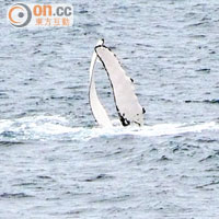 航程中隨時有機會遇上座頭鯨（Humpback Whale）等海洋動物，即時廣播會提醒大家「咪走雞」！