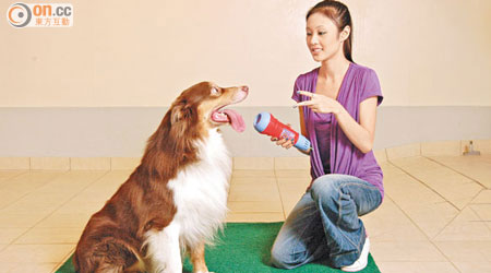 部分寵物店或寵物酒店會聘請犬隻訓練師，提供犬隻訓練服務，助主人教好狗狗。