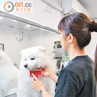 為確保健康，大多寵物店會提供基本的寵物護理服務，如毛髮護理、剪指甲、洗耳仔和沖涼等。