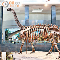 干諾爾龍骸骨有幾層樓高，成為訪客的焦點。