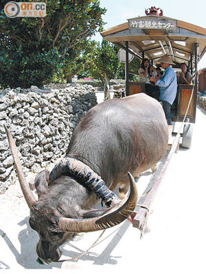 水牛車觀光是竹富島不可少的觀光活動，每程約半小時，穿梭在小村街巷之間。