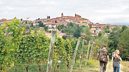 山城下全是種植Nebbiolo而聞名的酒莊，大大小小約有1,000家。