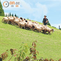 牧羊犬每聽到牧羊人的指示，便會自動自覺追趕羊群，非常盡忠職守。