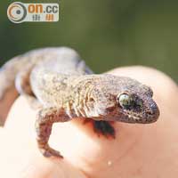 島上有不少罕見動物，這種Otago Gecko為當地獨有，眼睛呈綠色，外皮如絨毛般滑。