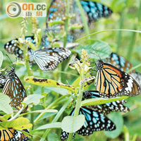 斑蝶在矮樹叢休息，翼上的斑點不但富光澤，更有反射光線作用。