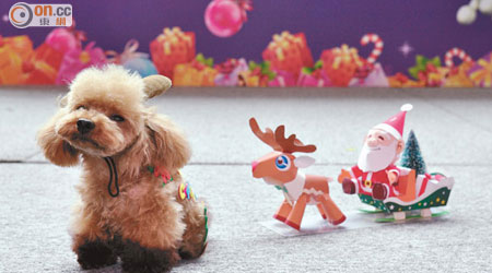 狗仔Ken Ken不但身手敏捷，比賽當日更化身聖誕鹿，勇奪「最聖誕Look狗狗大獎」。