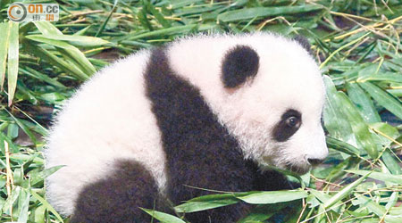 熊貓BB最初只有手掌般大小，現時已成長了不少。