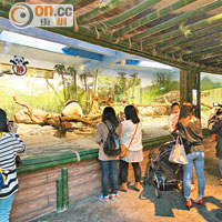新館設有室內和室外兩部分，可透過玻璃觀察熊貓的生活。