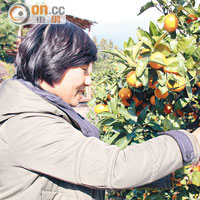 不少韓國人都喜歡到果園親自摘柑，又抵食又好玩。