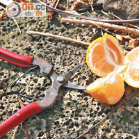 果園會提供摘柑專用的剪刀，親手摘柑絕無難度。