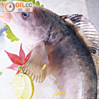 花魚產量稀少，只有每年12月至翌年3月才最肥美，魚脂豐兼具嚼勁，香燒後外脆內嫩，新鮮吃味道更甜。