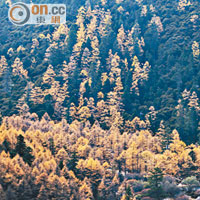 仙乃日雪峰腳下的沖古寺，被周邊金黃色的樹林和草原包圍，好不美妙。