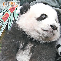 長隆首隻熊貓BB正式命名