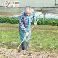 堅叔以有機方式種植韭菜，以花生麩、雞屎等滋養泥土，讓韭菜長得肥肥白白。