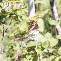 不丹的野生動、植物物種豐富，蝴蝶品種更有近900款之多。