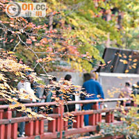 橙紅色的楓月橋，深秋可賞紅葉，春天則有櫻花。