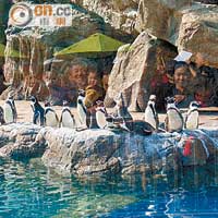 在國內芸芸水族館中算是稀客的小企鵝，笨拙的動作令在場的旅客都非常興奮。
