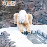 極地探險區內除有企鵝世界外，還有坐鎮了兩頭毛茸茸北極熊的北極熊村莊。