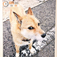 福島的家犬有5,800隻，只有少數獲義工拯救，其餘的不是死掉就是失蹤，後來找到的狗都不接近人，可能是對人失去信任吧！