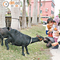 園內飼養了兩隻可愛的小黑羊，可以餵飼及親親小羊。