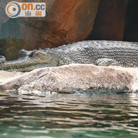 身長4米的印度食魚鱷屬瀕危品種，腫脹鼻子是其招牌特徵。