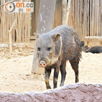 有南美野豬之稱的領西貒，其白環狀的脖子相當搶眼。
