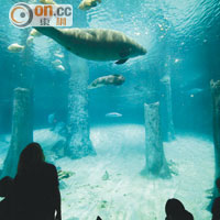 水下森林擁有全球最大淡水魚缸，可以看到海牛、巨龍魚及紅尾鱨等有趣的淡水生物。