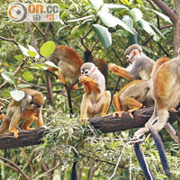 亞馬遜區內還設有松鼠猴生態林。