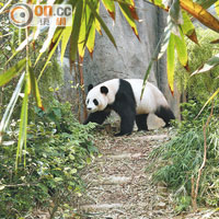 長江流域的熊貓館環境講究，難怪嘉嘉及凱凱分外活潑好動。
