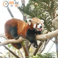 黑白大熊貓外，長江流域同時還有小熊貓（Red Panda）助陣。