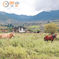 除了數量可觀的牛隻，這一帶的村民也會飼養馬匹，主要用來拉車。