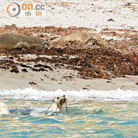 Eyre Peninsula南澳艾爾半島獅人伴游