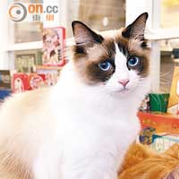 布偶貓Leo王子擁有一雙媲美藍寶石的眼睛，電力非凡！