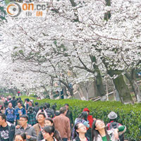 沿校門大街走約1公里，即可到著名的櫻花大道。
