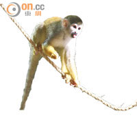生物體感Zone有松鼠猴等多種熱帶生物。