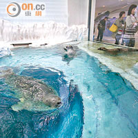 環斑海貓的可愛泳姿，吸引了不少訪客駐足觀看。
