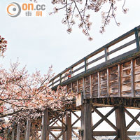 過橋後在櫻花樹下回首，是拍攝錦帶橋的最佳位置之一。
