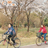 一山湖水公園為當地人的賞櫻秘景，白色的櫻花開滿整個公園。